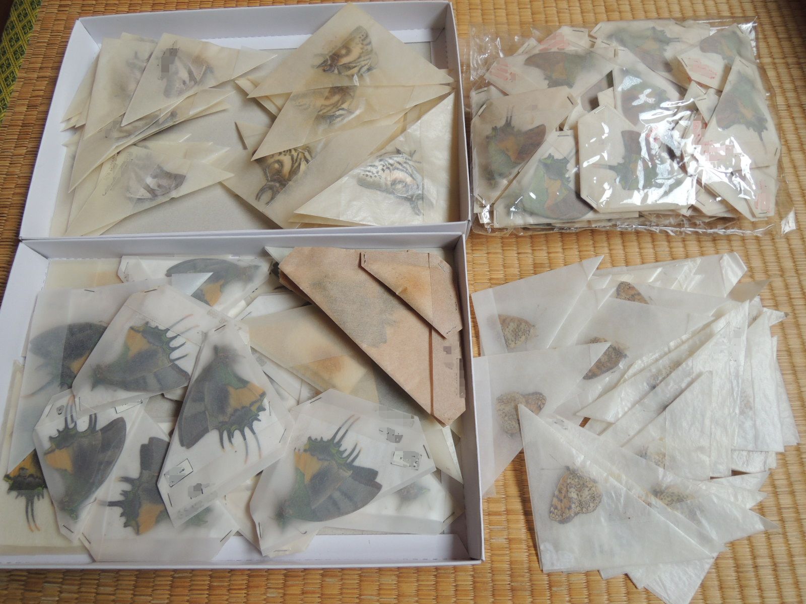 蝶の三角紙標本を展翅委託に出す（2014.10.14）
