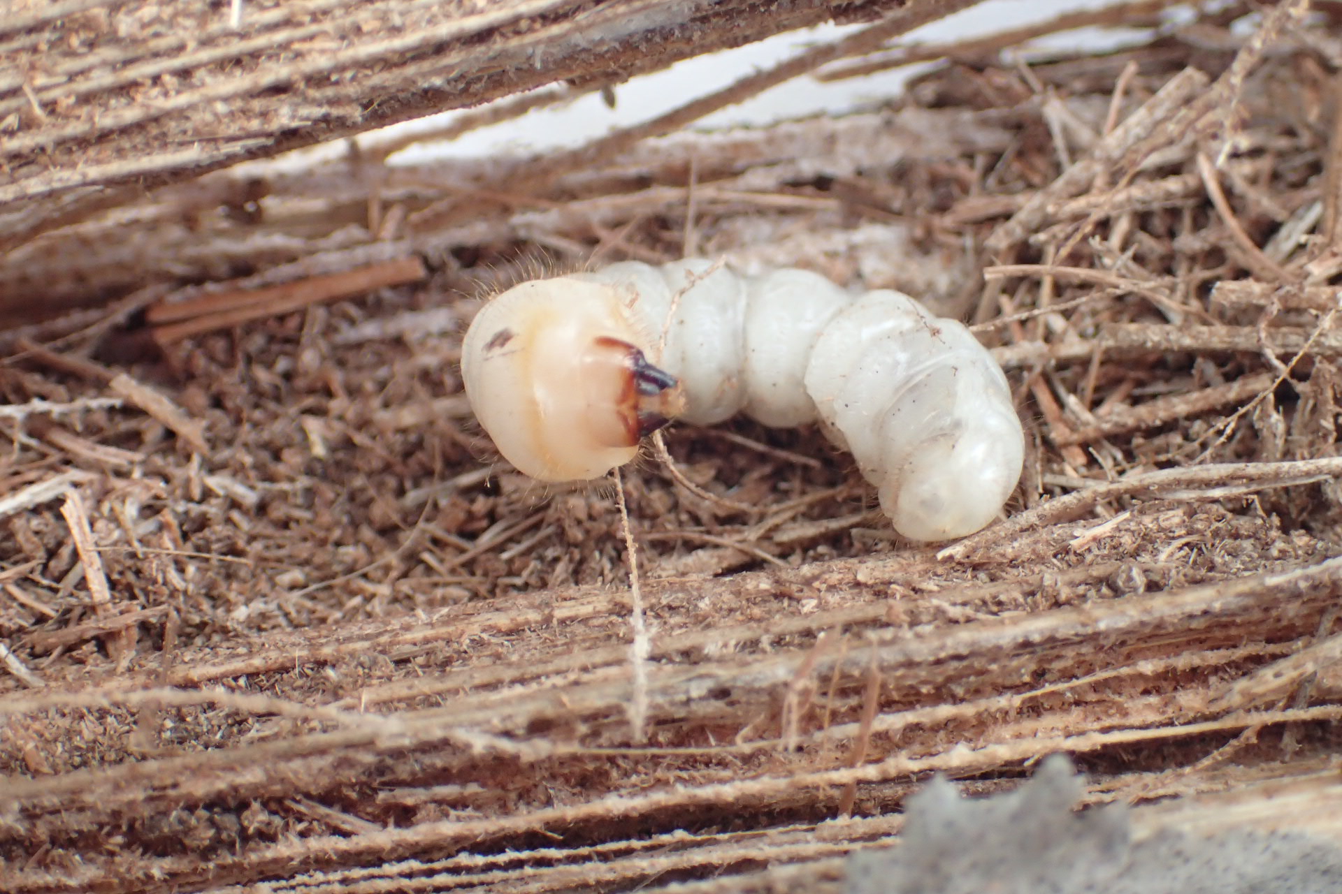 カミキリ数種の幼虫 蛹を確認 17 3 19