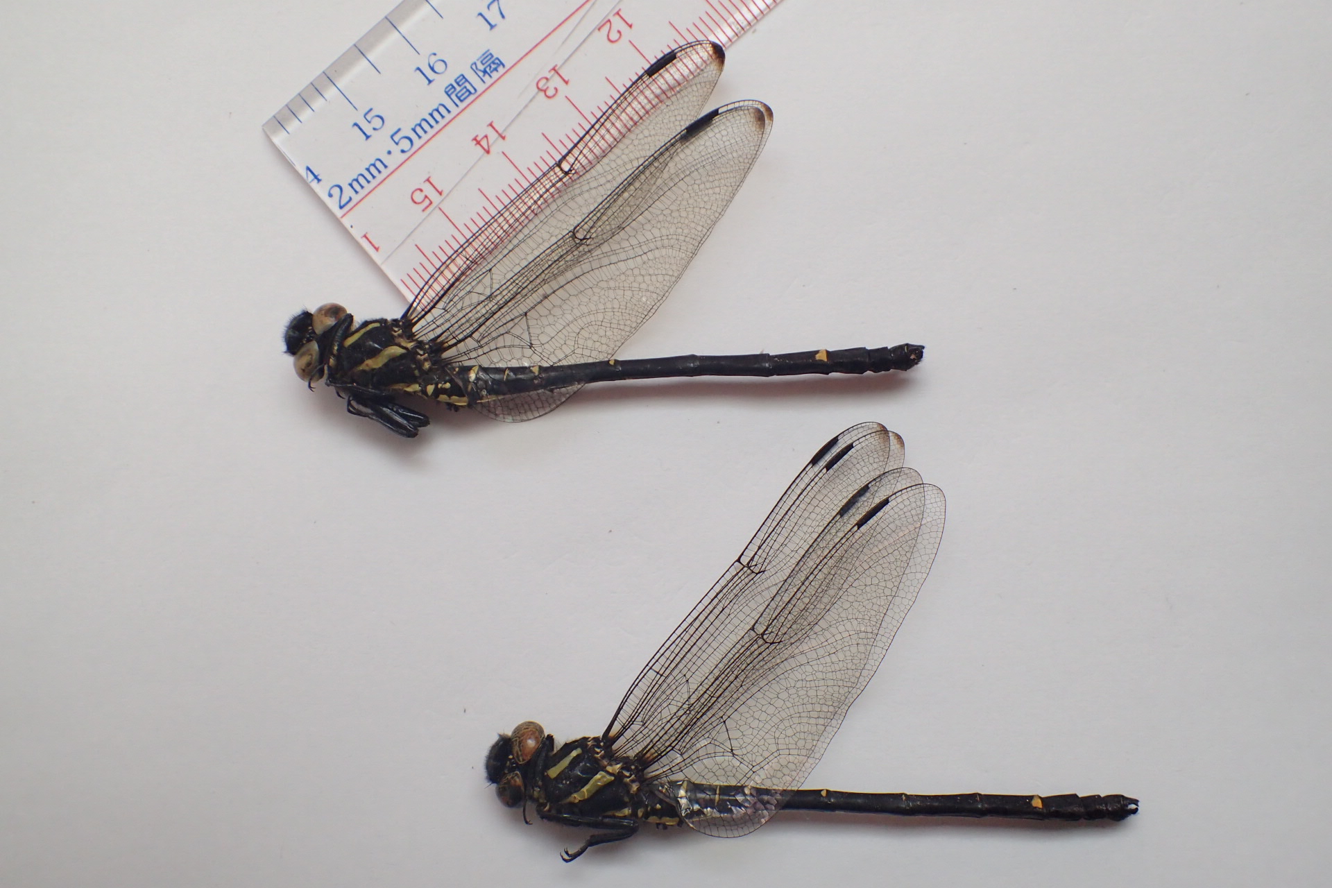 トンボ 標本 南西諸島 トンボ 標本 南西諸島 高原町の昆虫