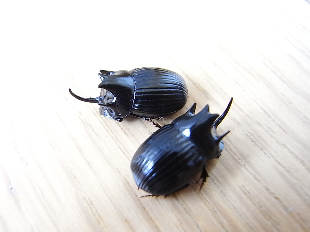 もっと大きけりゃ人気者なのに・・・のゴホンヅノダイコク（2012.9.18）